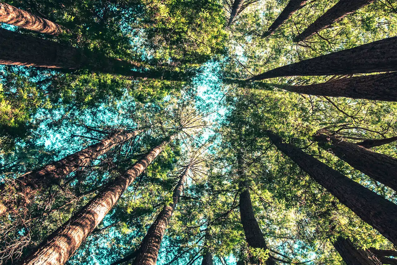 sürdürülebilirlik